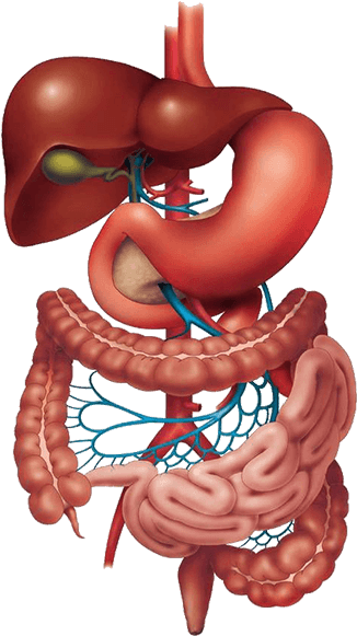 Liver and Gastroenterology
